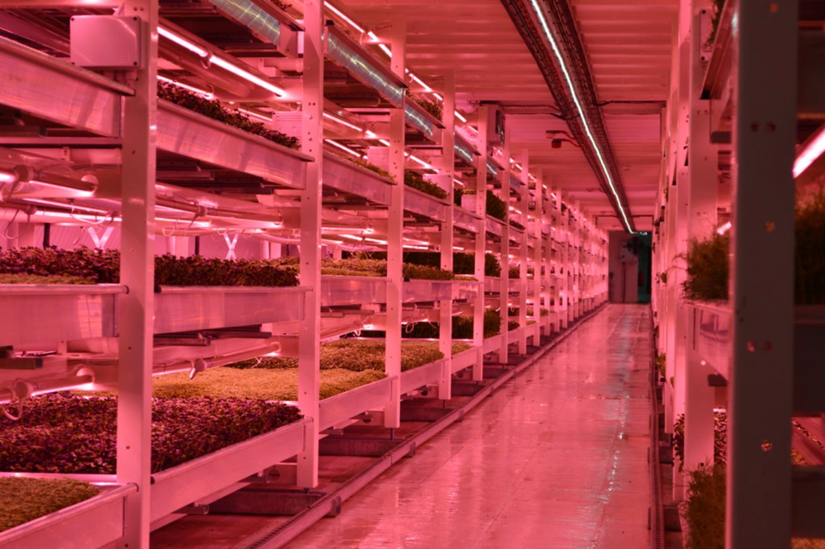 A Farming Revolution Beneath the Streets of London