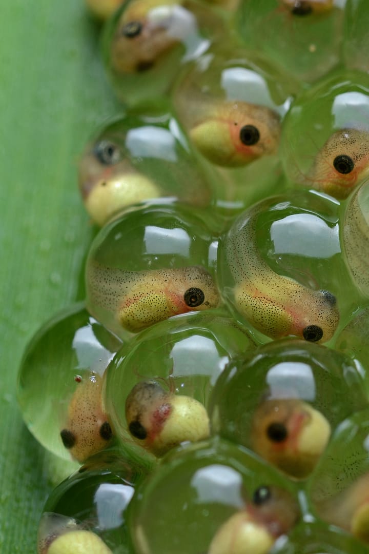 My first time: Keeping tadpoles (and thinking about death)