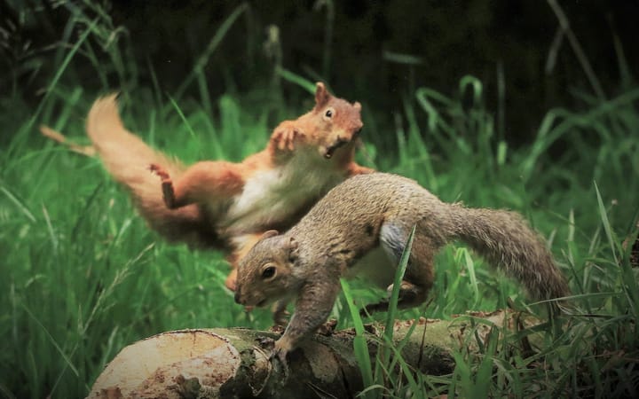 Grey Squirrels on the Pill