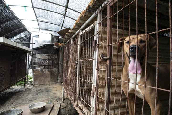 No More Dog Meat In South Korea 